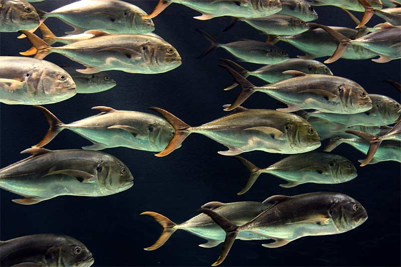 g-Flowing-Fish---0266