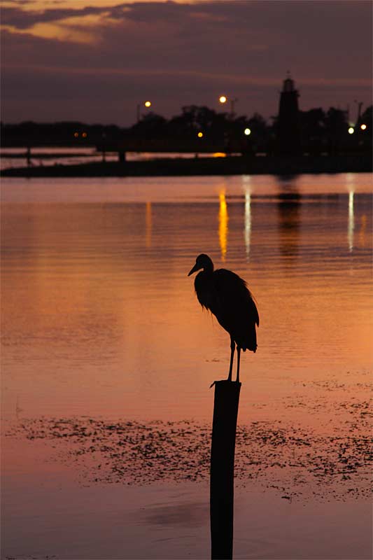 h-Dusky-Perch---0666