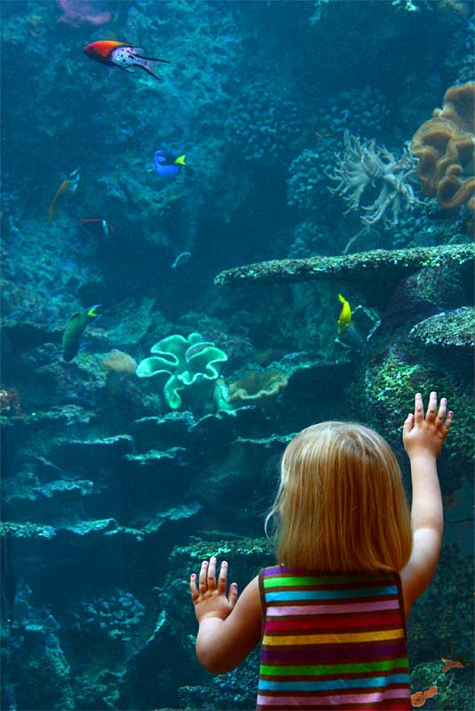j-Aquatic-Wonders-0274