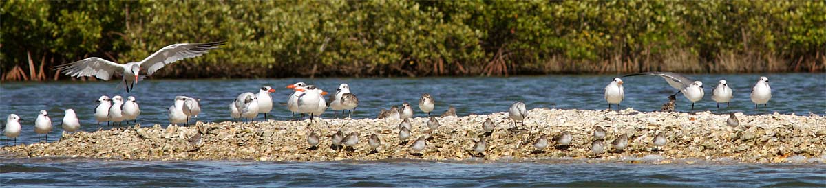 Oyster-Bar-Peers-0775NT