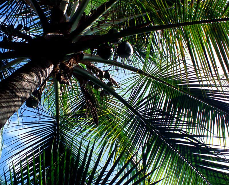 l-Coconut-Vantage-295