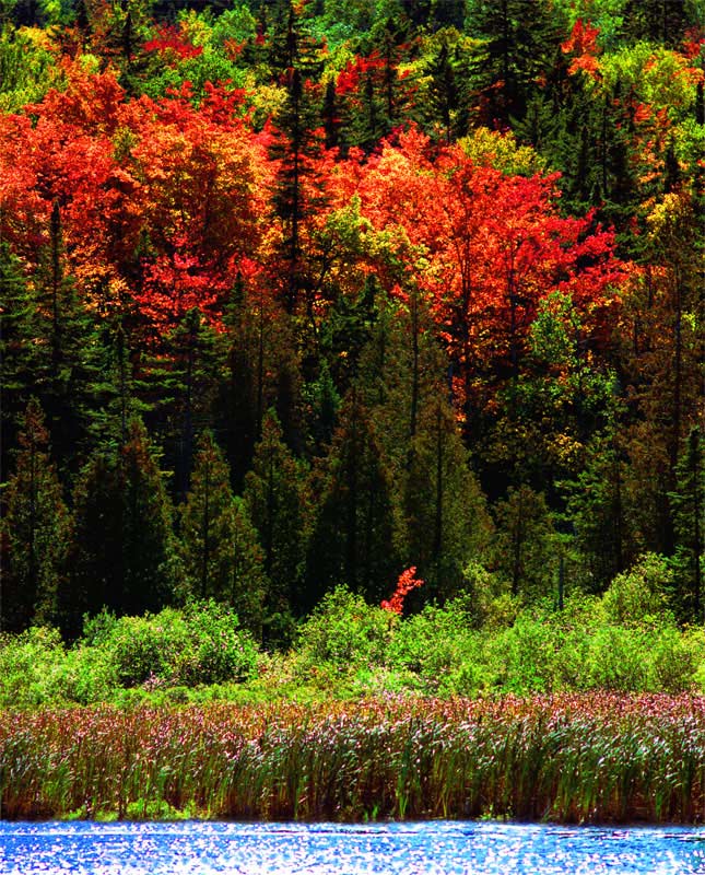 s-Falls-Sapling-35