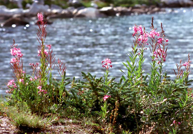 v-Delicate-Blooms-248