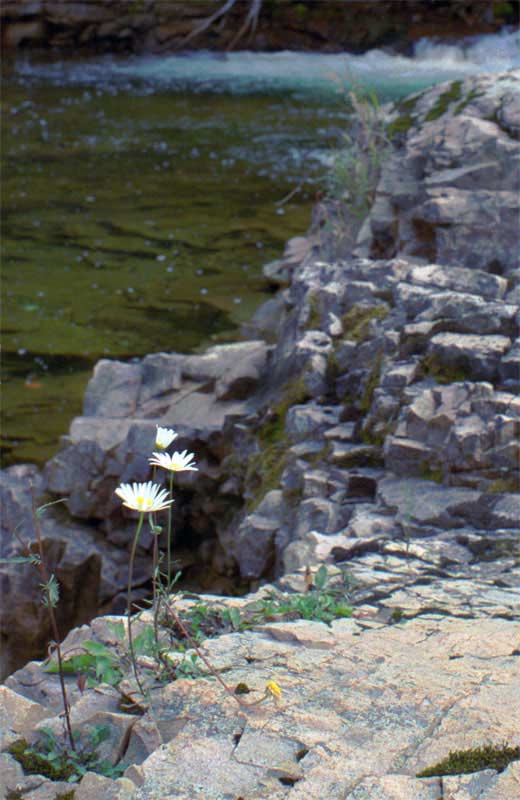 x-Daisy-Rapids-17