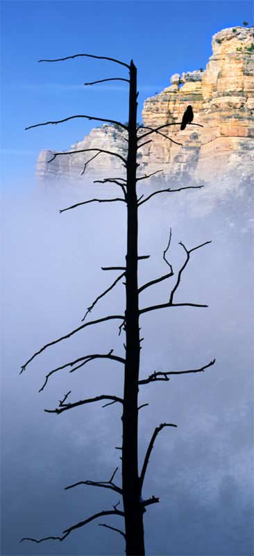 ze-Ravens-Perch-8