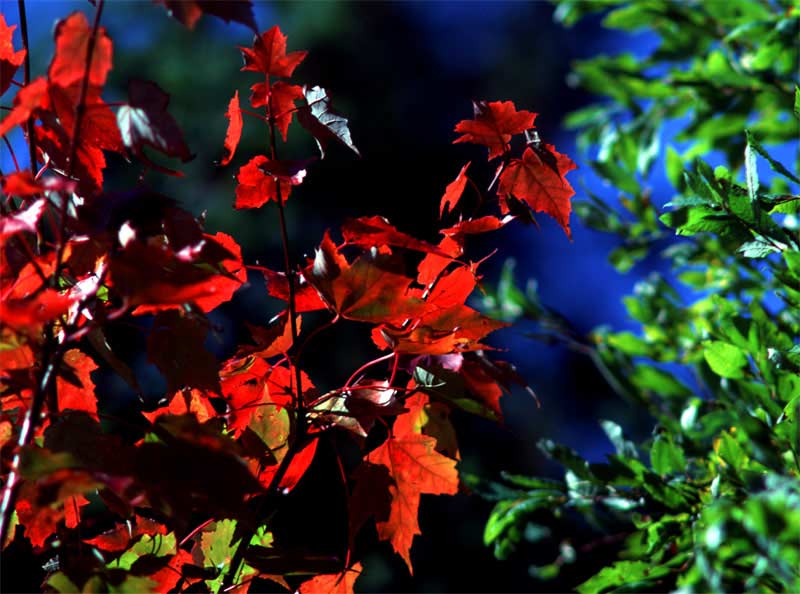 zu-Compliments-to-Nature-14