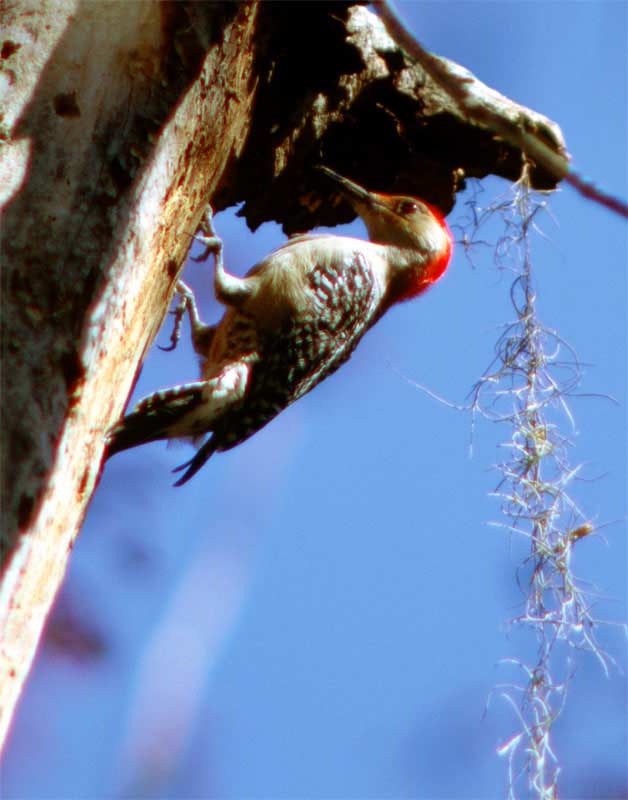 zzc-Tree-Home-140