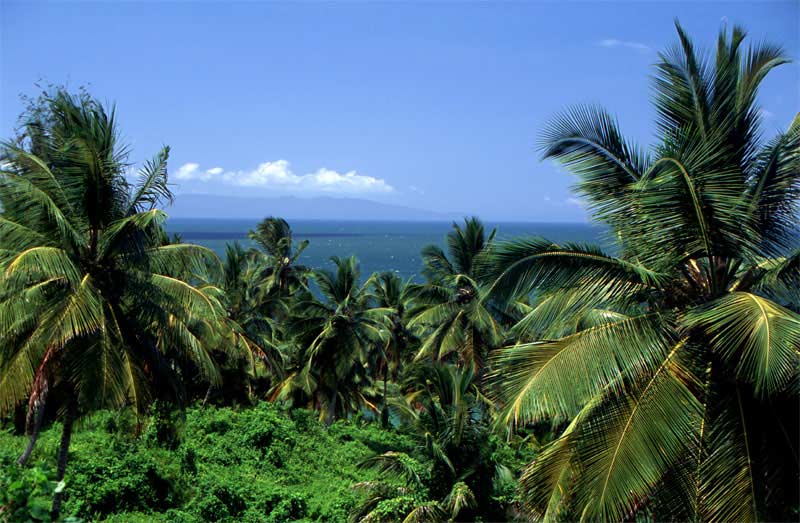 f-Palm-Vista-280